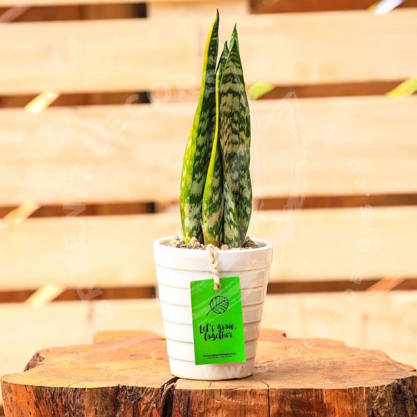 Sansevieria Trifasciata (Snake plant) - Image 8