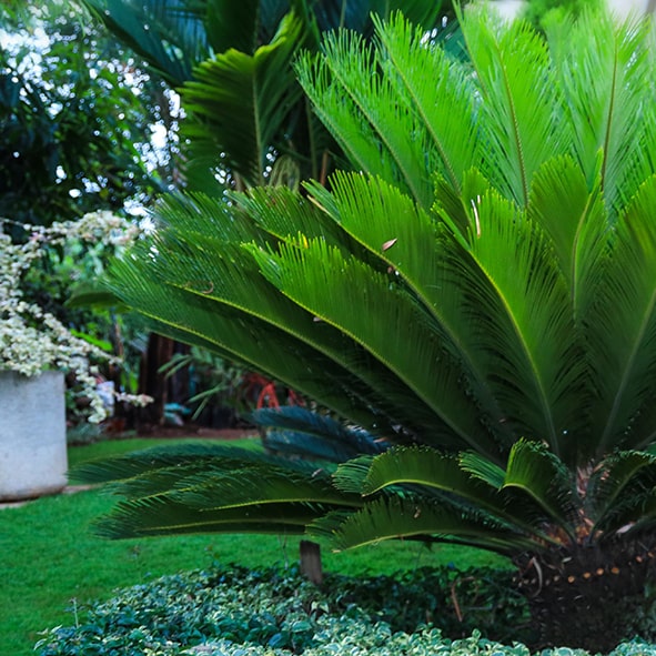 Ferns, Palms and Bamboos