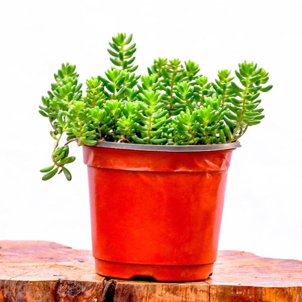 Sedum Rubrotinctum (Jelly Bean plant)