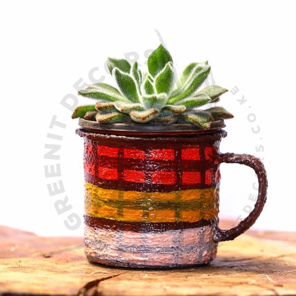 Echeveria'Doris Taylor' Woolly Rose - Image 2