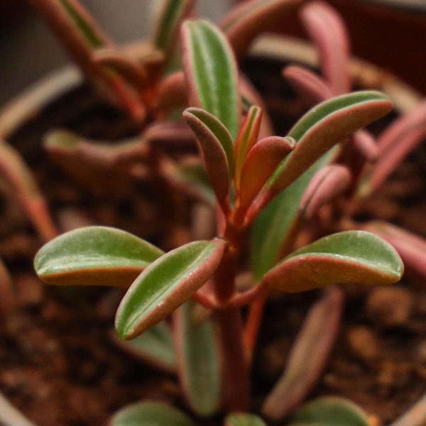 Ruby Glow Peperomia Graveolens