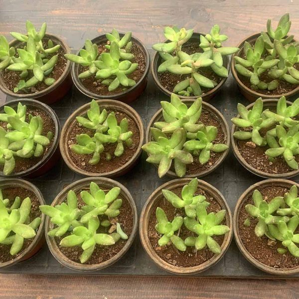 Coppertone Stonecrop -sedum Nussbaumerianum