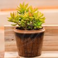 Coppertone Stonecrop -sedum Nussbaumerianum - Image 2