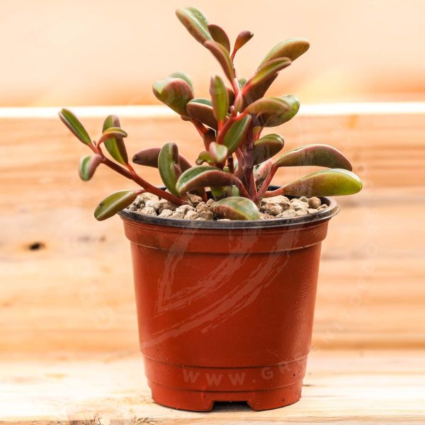 Ruby Glow Peperomia Graveolens - Image 3