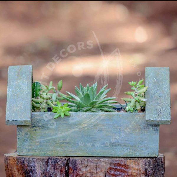 Coppertone Stonecrop -sedum Nussbaumerianum - Image 3