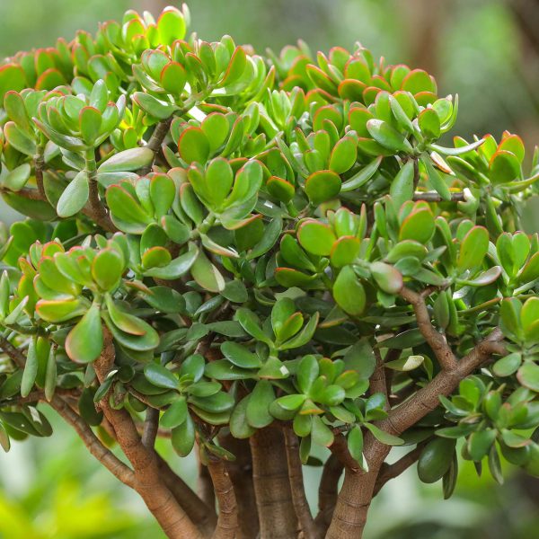 Crassula Ovata - Jade plant