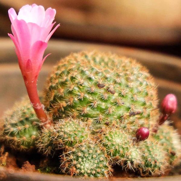 Mammillaria Evermanniani