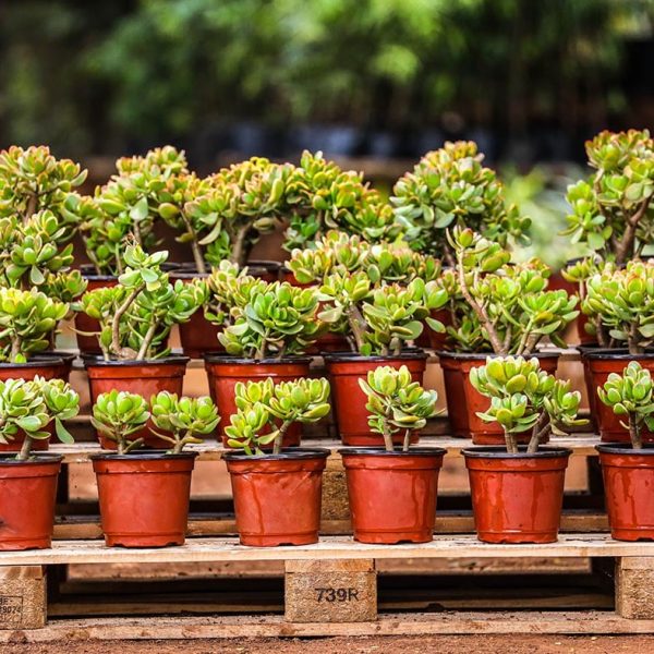 Crassula Ovata - Jade plant - Image 2
