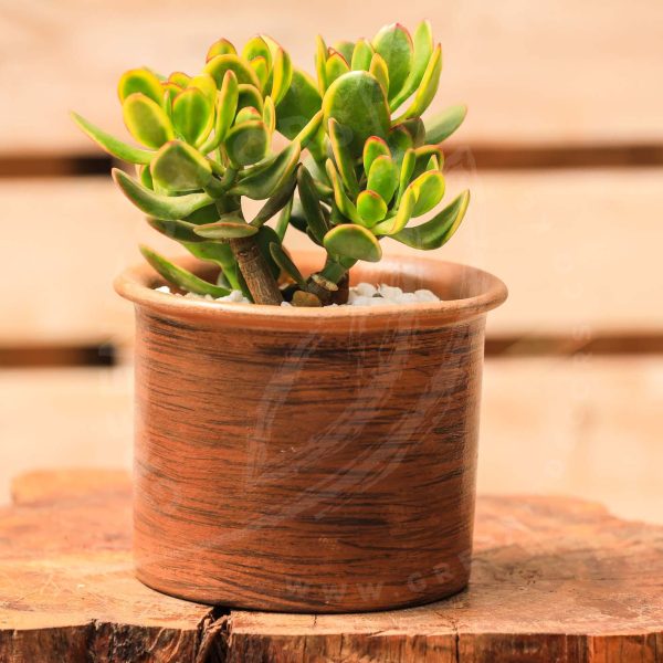 Crassula Ovata - Jade plant - Image 4