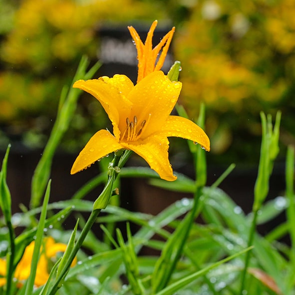 Ground Covers