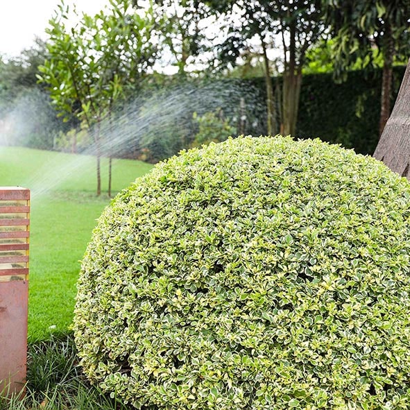 Hedging Plants