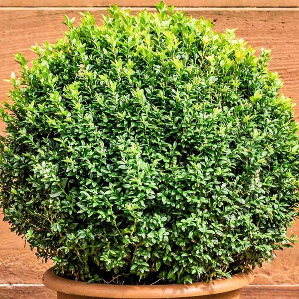 Duranta Variegated - Dwarf White