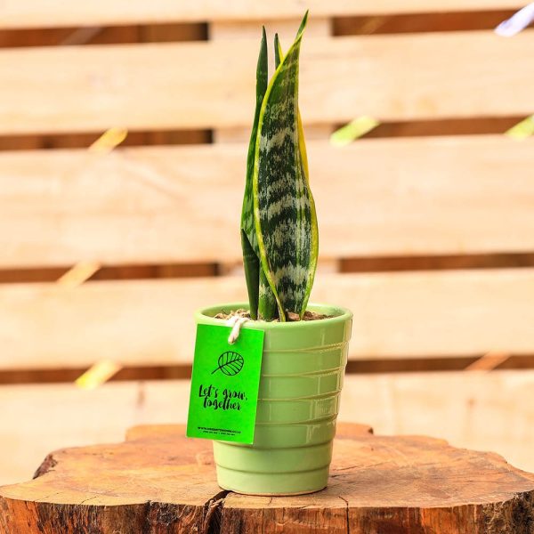 Potted - Sanseveria Trifasciata
