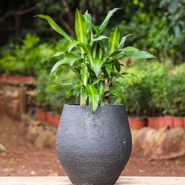 Potted - Dracaena Fragrans -Corn Plant
