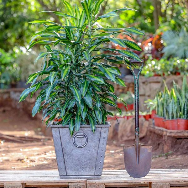 Potted - Dracaena Fragrans -Corn Plant
