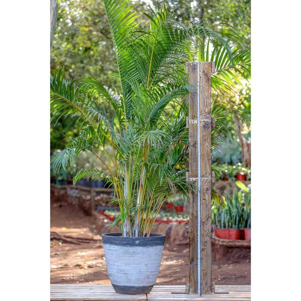 Potted - Golden Palm