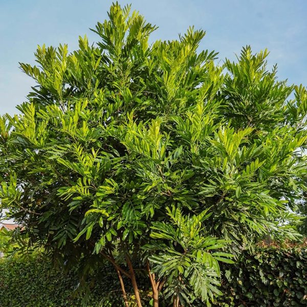 Filicium Decipiens - Thika Fern