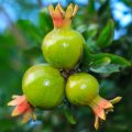 Punica granatum (pomegranate)