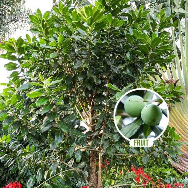 Warbugia Ugandensis - Medicinal