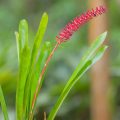 Aechmea fendleri