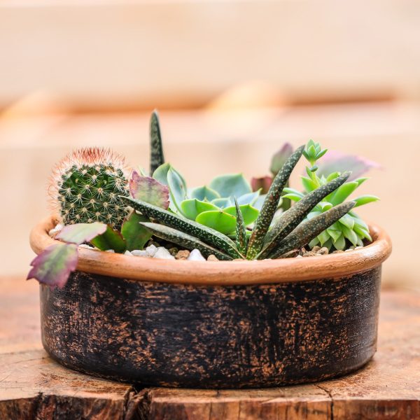 Mixed Cactus and Succulents Design