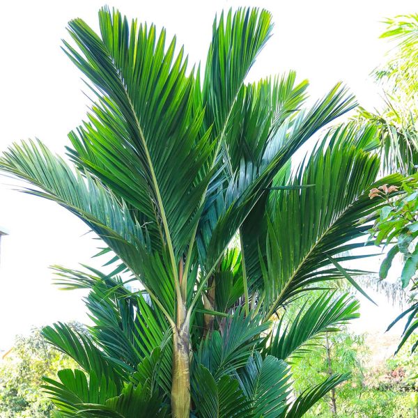 Pinanaga Coronata palm (Ivory cane palm)