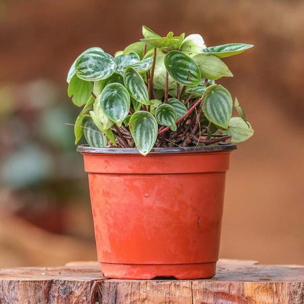 Peperomia Argyreia - Watermelon
