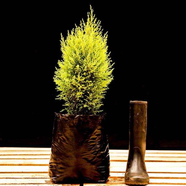 Thuja Orientalis - Image 2