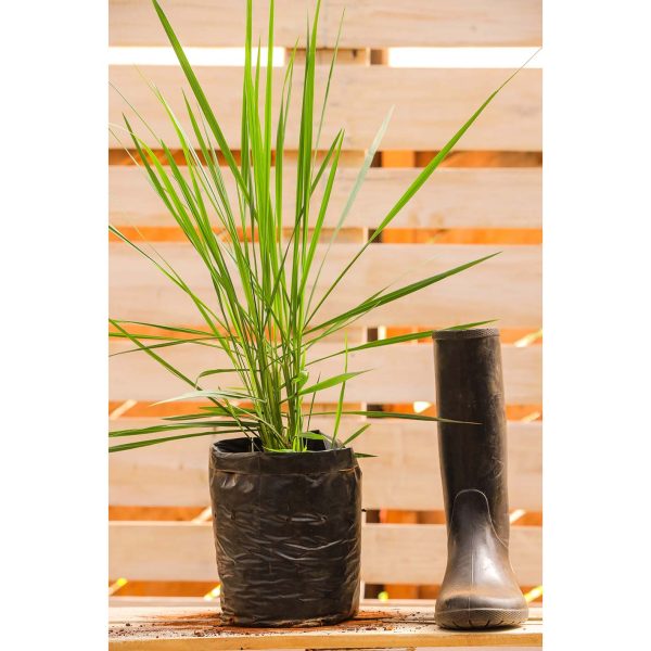 Blue Fescue Grass - Image 2