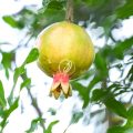 Punica granatum (pomegranate) - Image 2