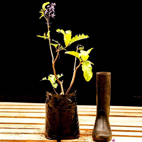 Petrea Volubilis (Purple Wreath) - Image 2