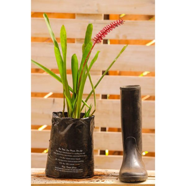 Aechmea fendleri - Image 2