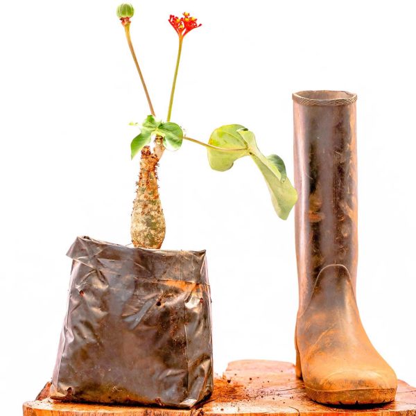 Jatropha Podagrica - Image 2