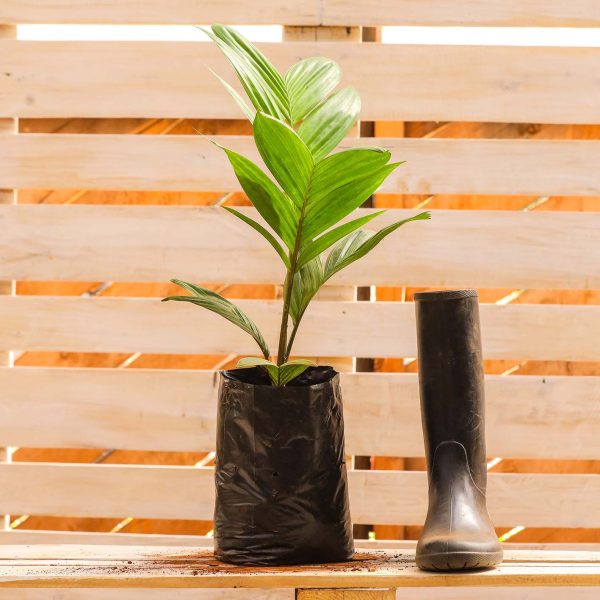 Pinanaga Coronata palm (Ivory cane palm) - Image 2