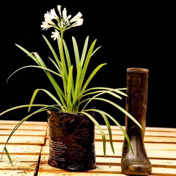 Agapanthus praecox Dwarf white - Image 2