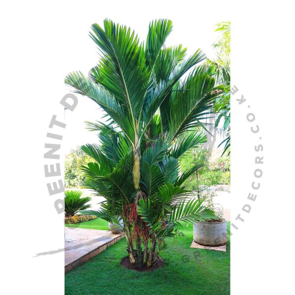 Pinanaga Coronata palm (Ivory cane palm) - Image 3