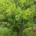 Punica granatum (pomegranate) - Image 3