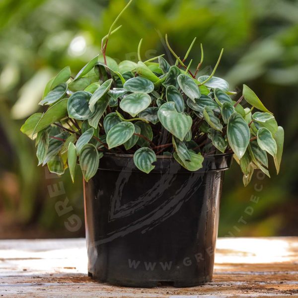 Peperomia Argyreia - Watermelon - Image 3