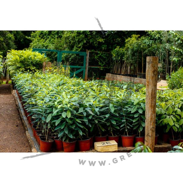 Warbugia Ugandensis - Medicinal - Image 4