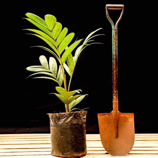 Pinanaga Coronata palm (Ivory cane palm) - Image 4