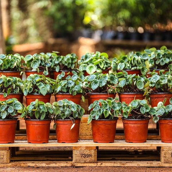 Peperomia Argyreia - Watermelon - Image 4