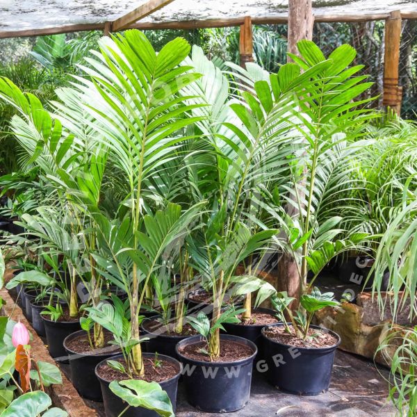Pinanaga Coronata palm (Ivory cane palm) - Image 5
