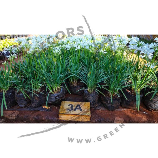 Agapanthus praecox Dwarf white - Image 5