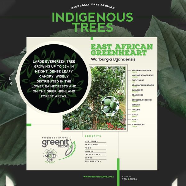 Warbugia Ugandensis - Medicinal - Image 5
