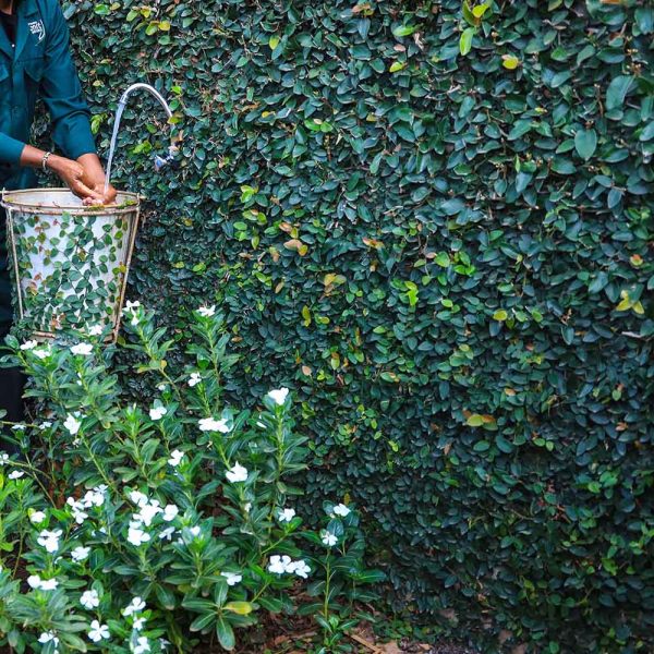 Tickey Creeper - Climbing Fig - Ficus Pumila