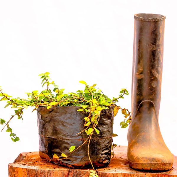 Tickey Creeper - Climbing Fig - Ficus Pumila - Image 2