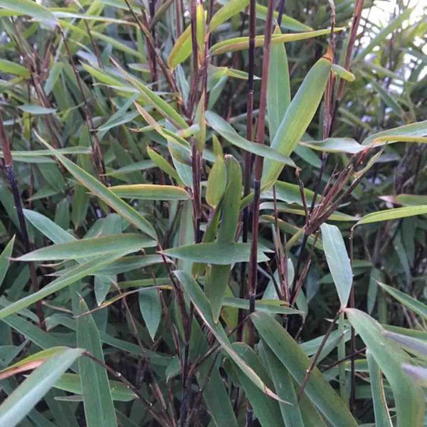 Dwarf black bamboo