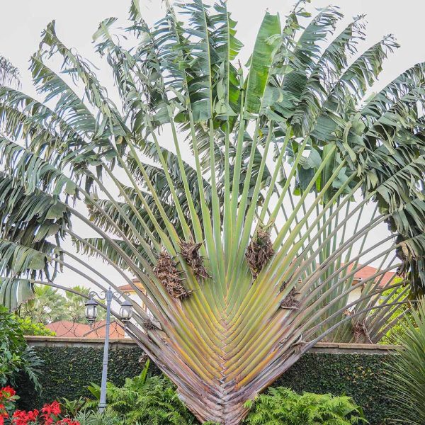 Travelers Palm (Ravenala madagascariensis)