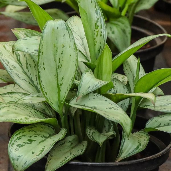 Aglaonema