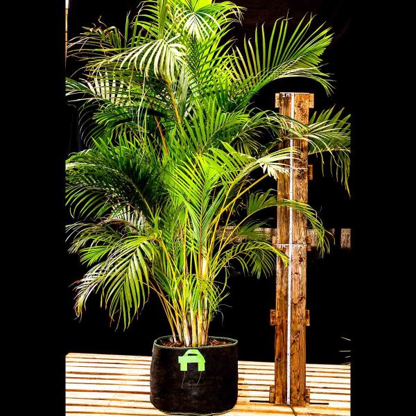 Dypsis Lutescens -  Golden Cane /Areca Palm